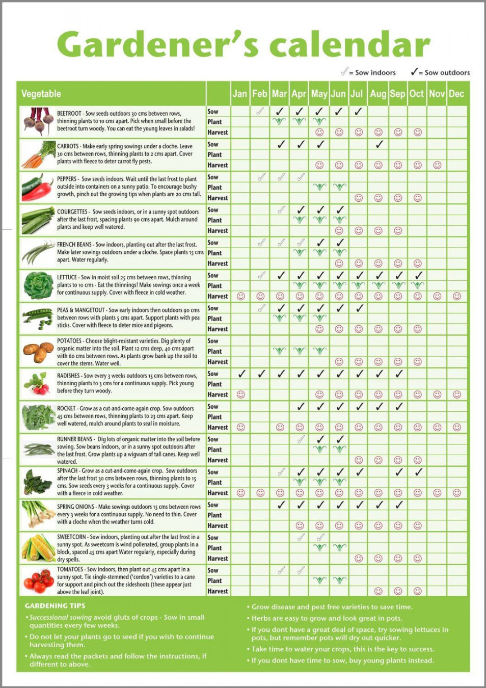 A novice allotment planner gardener